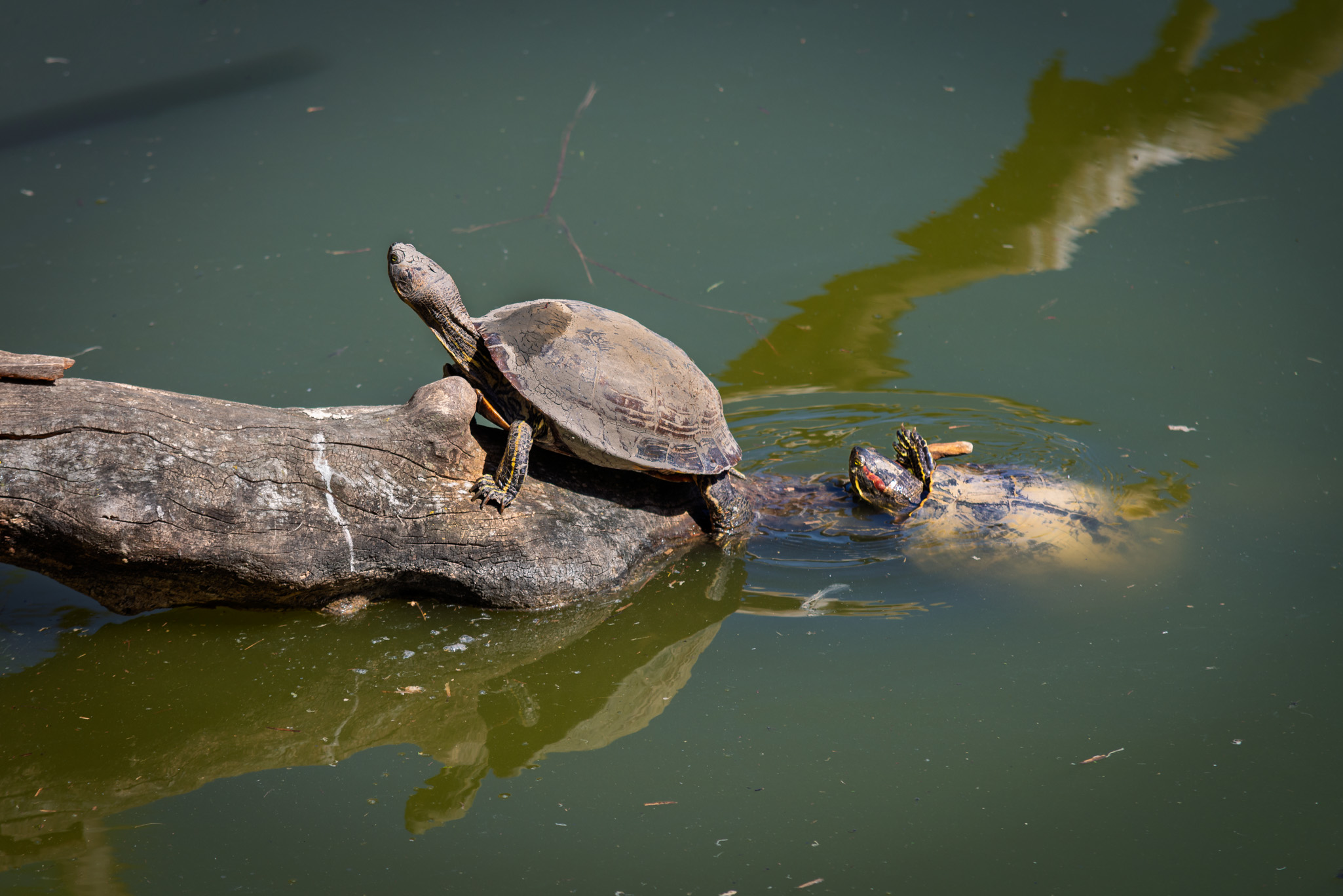 Tortuga de orejas amarillas